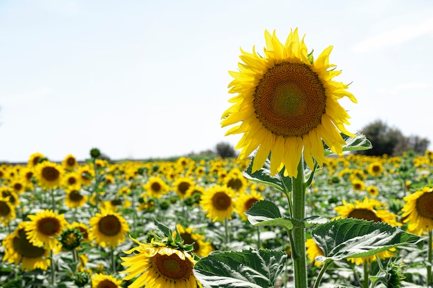 Planta de girasol en una plantación de girasol con cielo despejado