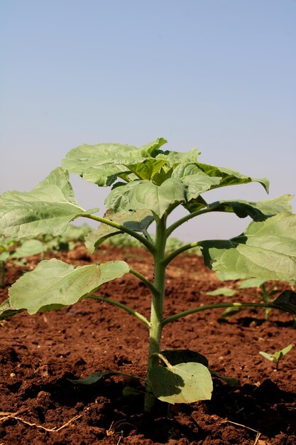 Planta de girasol en tierra agrícola