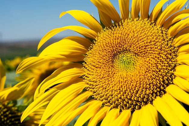 Planta de girasol en el verano