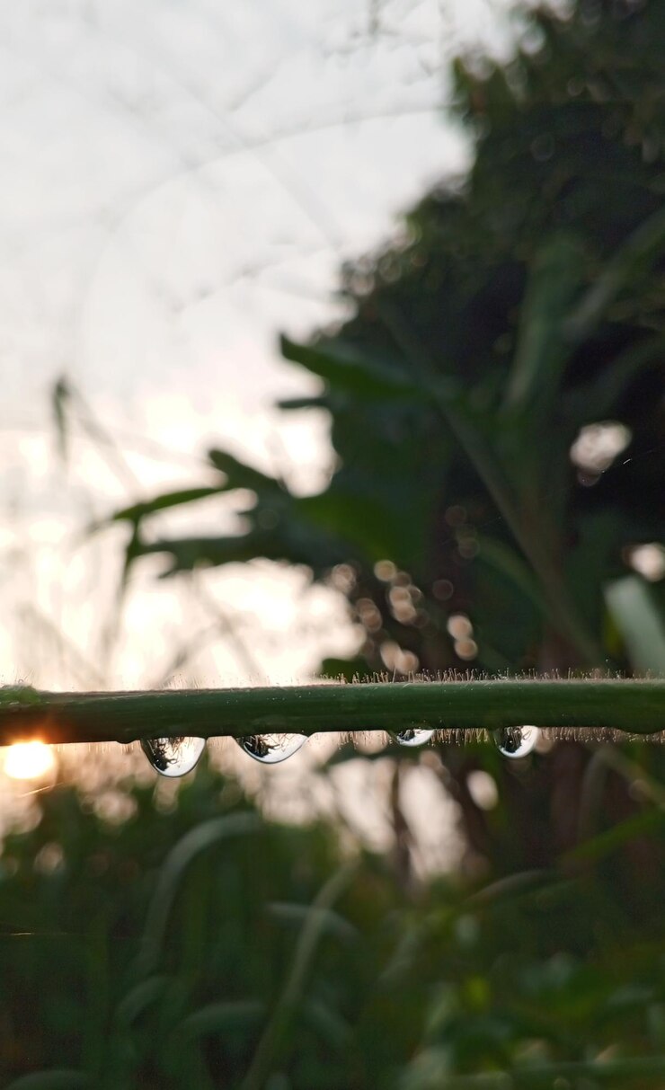 una planta con gotas de agua que está en la parte superior de ella