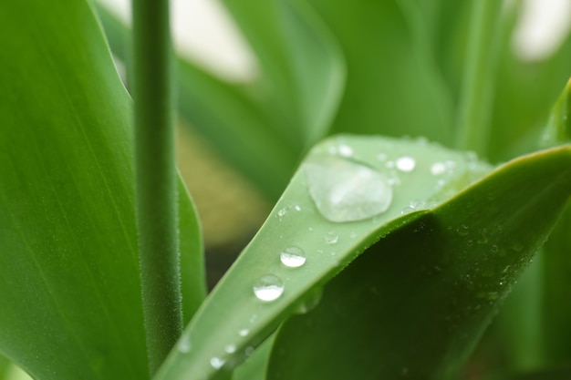 Planta con gotas de lluvia en las hojas al aire libre vista de cerca