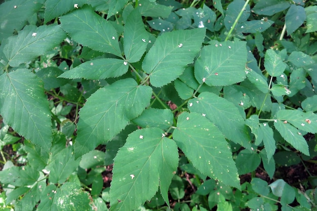 Planta goutweedglagueaiseweed fondo verde en el bosque