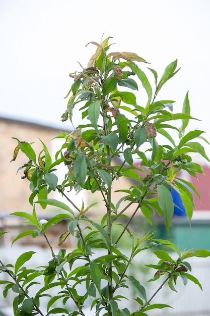 Planta grande com taphrina