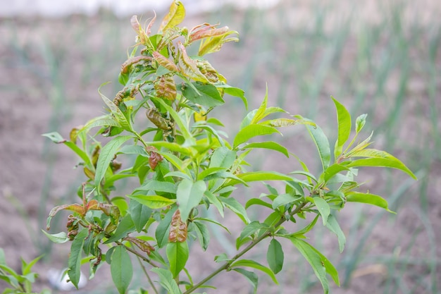 Planta grande con taphrina