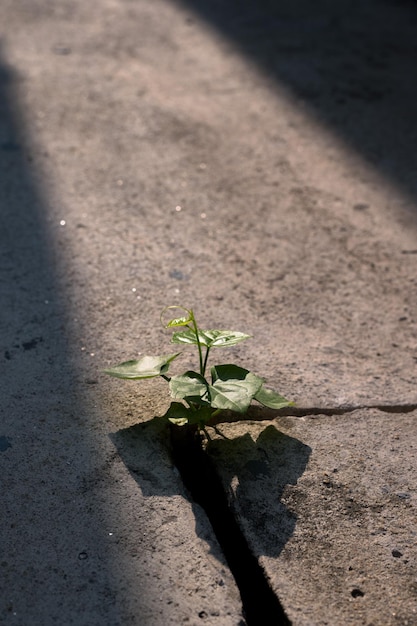 Una planta en una grieta en el camino