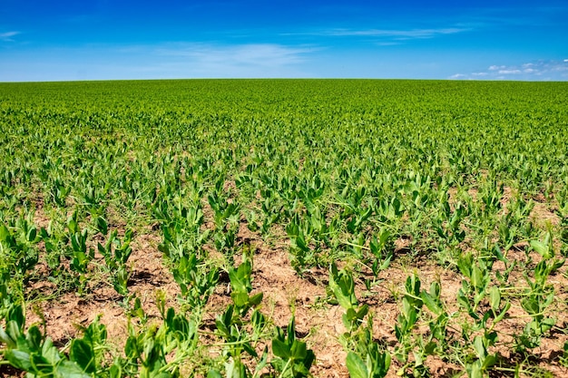 Planta de guisante joven que crece en el campo