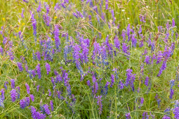 Planta de guisante de ratón flores similares a la lavanda | Foto Premium