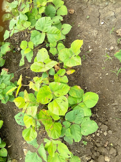 Planta de habas verdes en la granja