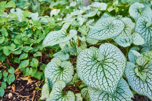 Planta Heartleaf prateada e verde Jack Frost deixa no jardim da floresta em ativos de fundo