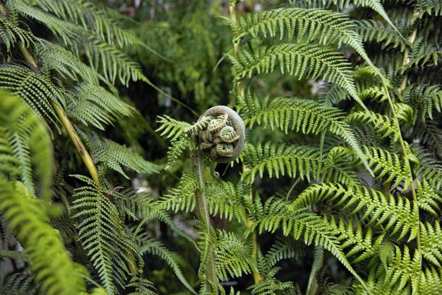 Foto una planta de helecho con un diseño en forma de espiral.