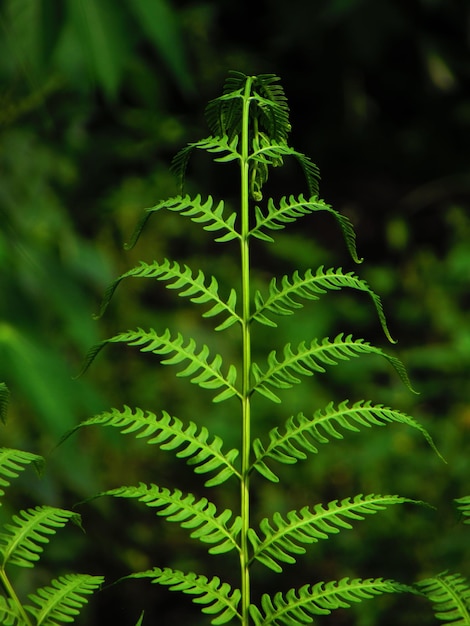 Una planta de helecho con un fondo verde.