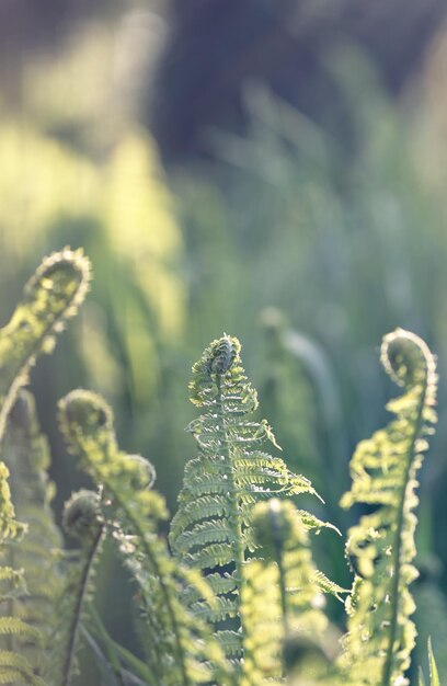 Planta de helecho Polypodium vulgare el polipodio común de cerca