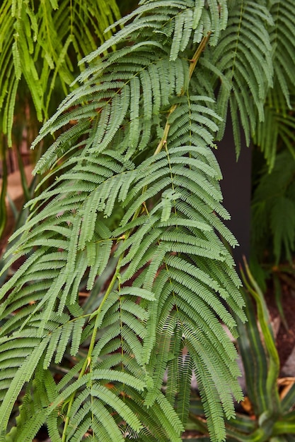 Foto planta de helecho de la selva tropical en detalle verdes apagados