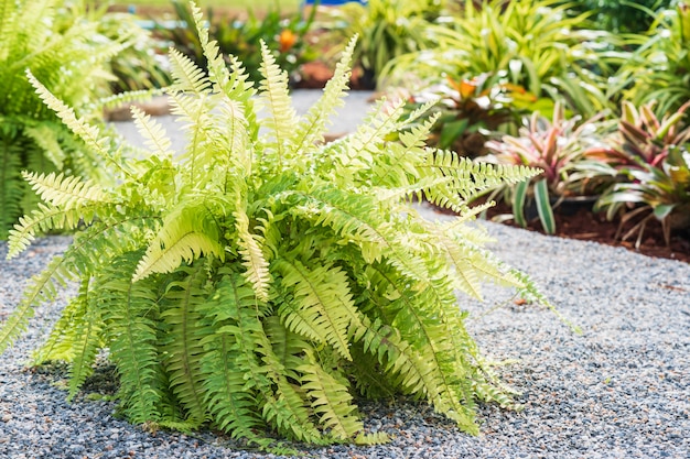 Planta de helecho en el suelo de guijarros