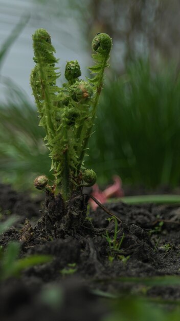 planta de helecho verde en el bosque