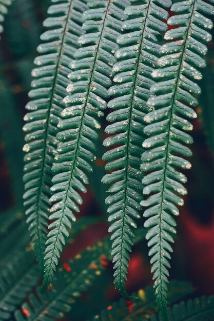 planta de helecho verde deja en la naturaleza