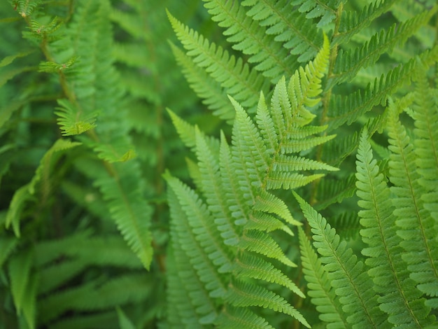 Planta de helecho verde