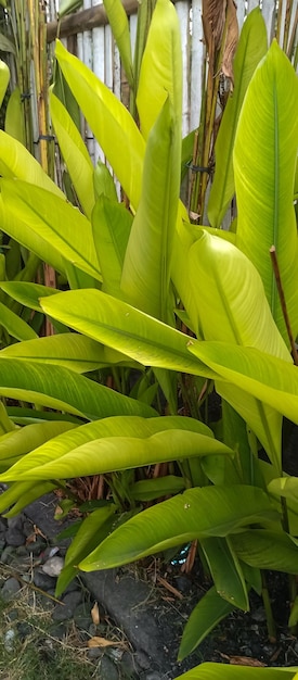 Foto planta de heliconia psittacorum tomada desde muy cerca