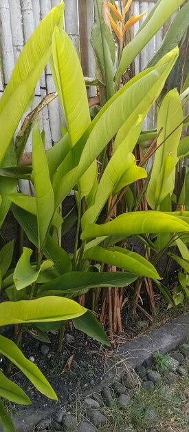 Foto planta de heliconia psittacorum tomada desde muy cerca