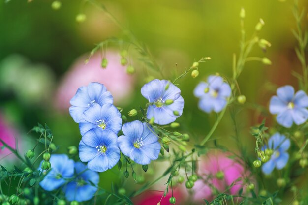 Foto planta herbácea com flores azuis no jardim