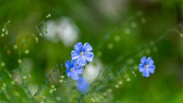 Planta herbácea com flores azuis no jardim