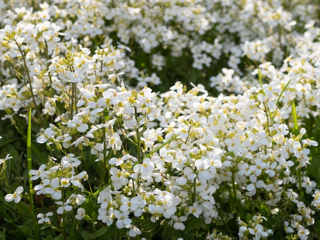Planta herbácea perene Flores brancas delicadas Flores brancas abundantes