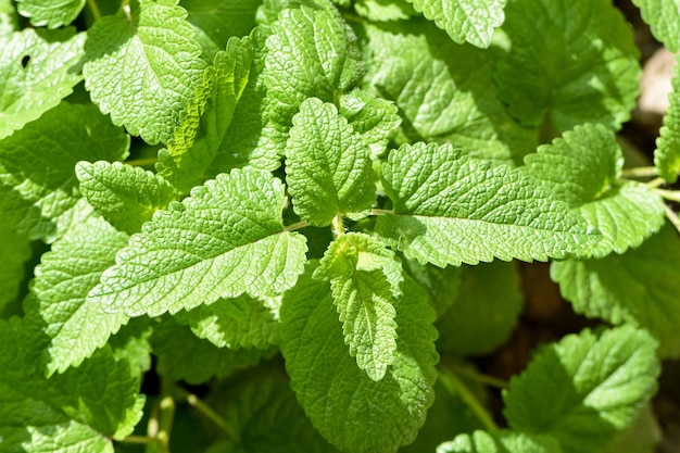 Planta herbácea perenne de la familia de la menta - Bálsamo de limón (Melissa officinalis) en la cama del jardín