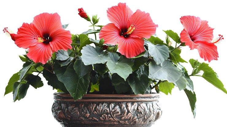 Una planta de hibisco en flor en una olla decorativa con grandes flores rojas y hojas verdes brillantes crecimiento no personas fotografía cortar jardinería primavera flor botánica fondo blanco