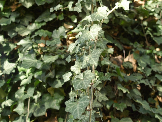 Planta de hiedra Hedera hojas