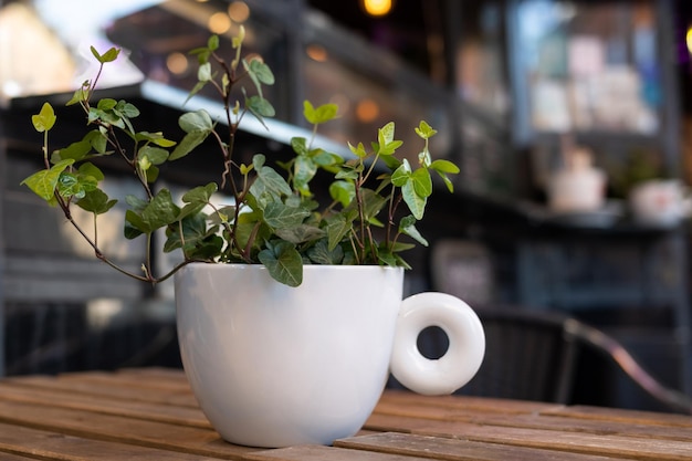 Planta de hiedra inglesa en una maceta en forma de copa decoración de café al aire libre