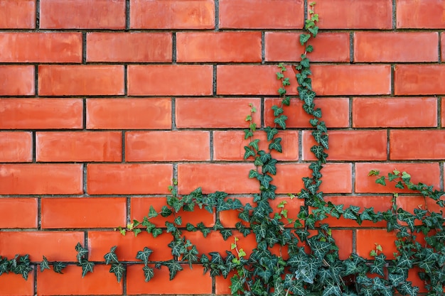 Planta de hiedra en una pared de ladrillo rojo.