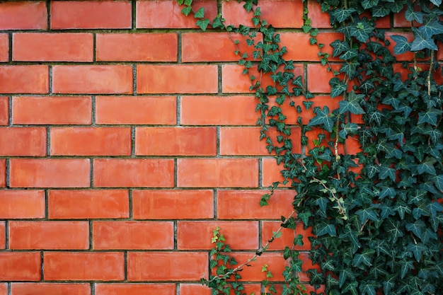 Planta de hiedra en una pared de ladrillo rojo.