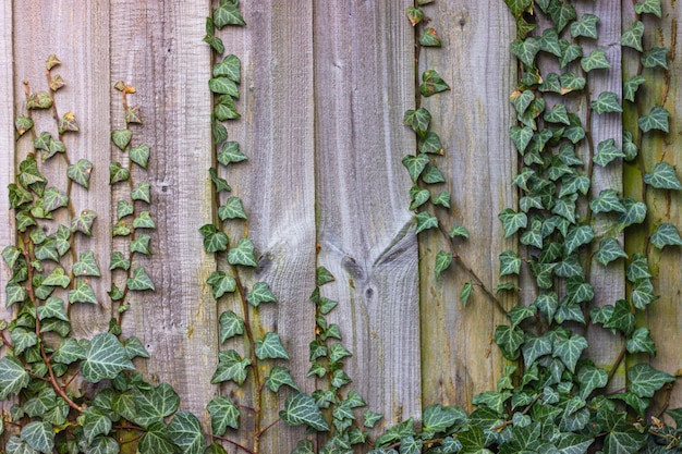 Planta de hiedra rastrera sobre fondo de valla rústica de madera