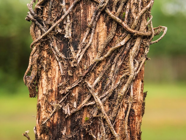 planta de hiedra seca en un árbol de corteza