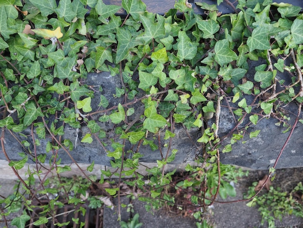 Planta de hiedra sobre piedra