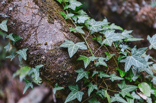 Planta de hiedra trepando al árbol entre el musgo.