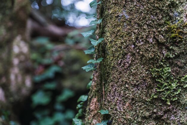 Foto planta de hiedra en un tronco en medio del bosque