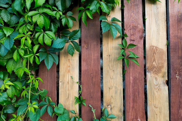 Planta de hiedra, uvas silvestres, con el telón de fondo de una valla marrón rayada de madera. Foto de alta calidad