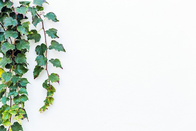 Planta de hiedra verde hermosa aislada durante la primavera con blanco