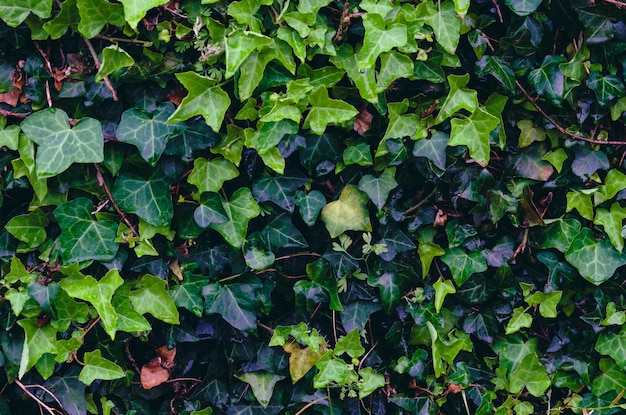 Una planta de hiedra verde con hojas verdes y marrones