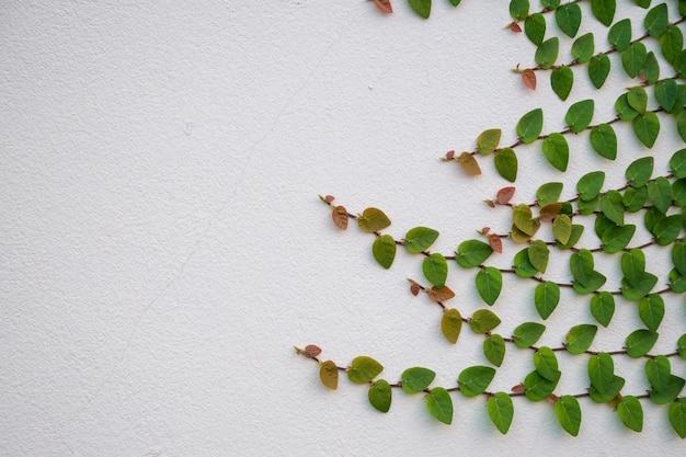 Planta de hiedra verde trepando en la pared blanca con espacio de copia