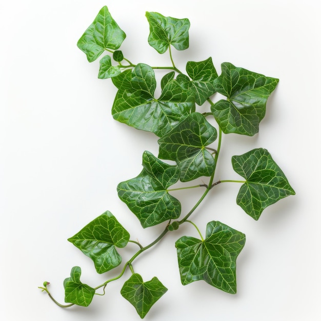 Una planta de hiedra vibrante con hojas verdes exuberantes aisladas sobre un fondo blanco