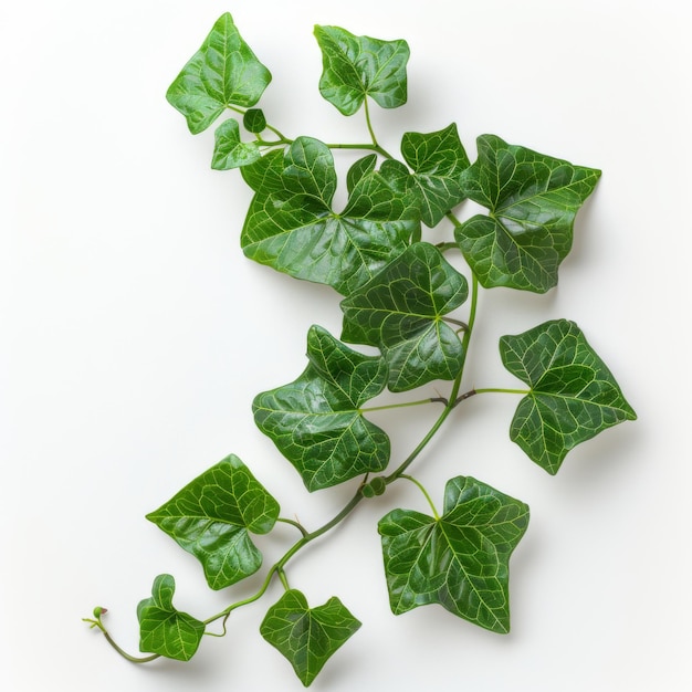 Foto una planta de hiedra vibrante con hojas verdes exuberantes aisladas sobre un fondo blanco