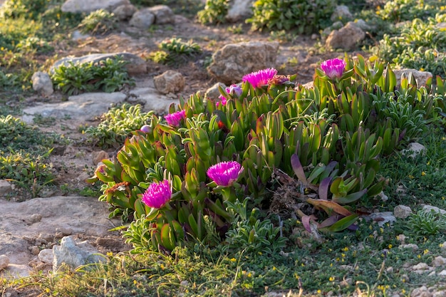 Planta de hielo Carpobrotus edulis