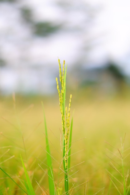 Una planta de hierba en el campo.