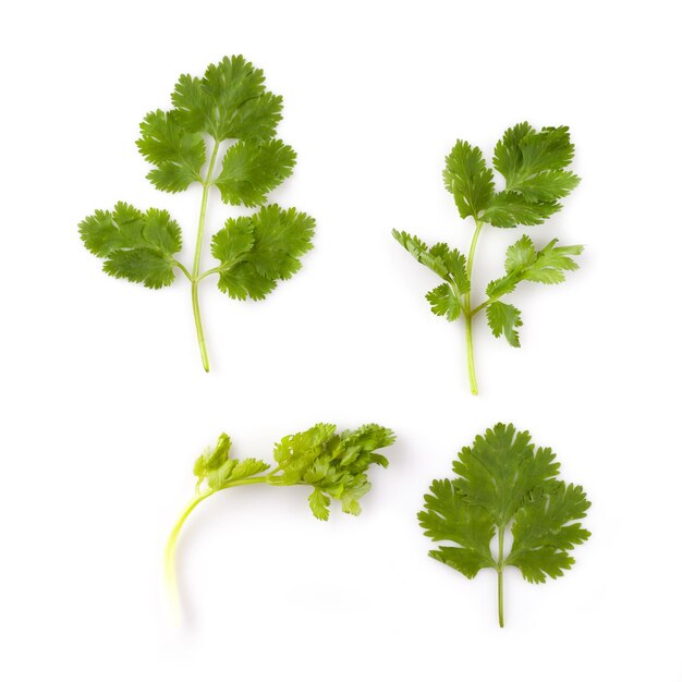 planta de hierba de cilantro