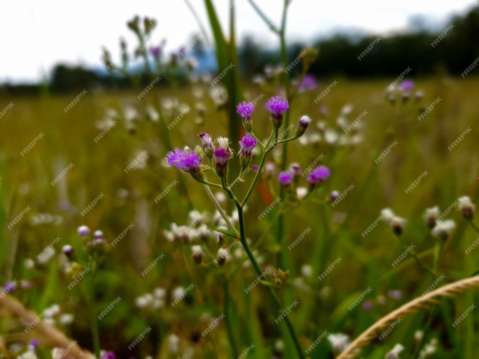 Planta de hierba de maleza de flor morada en zona agrícola | Foto Premium