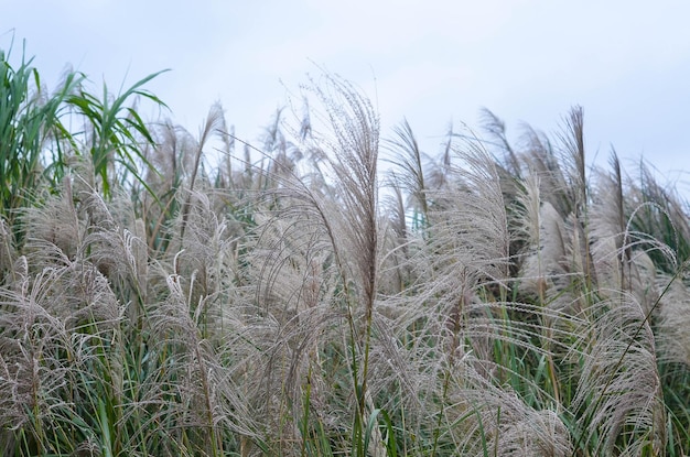 Planta de hierba Miscanthus Sinensis 'Gracillimus' de cerca en invierno