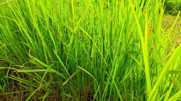 La planta de hierba silvestre de alang-alang verde en Indonesia o Imperata cylindrica