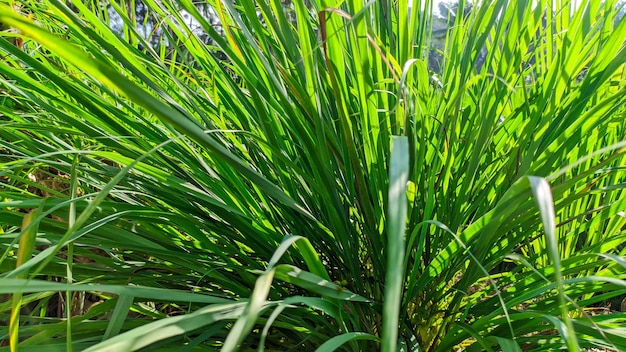 Planta de hierba verde fresca con hojas de hierba de limón o el nombre latino Cymbopogon citratus